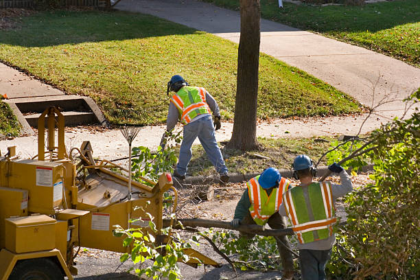 How Our Tree Care Process Works  in  Palmer Lake, CO